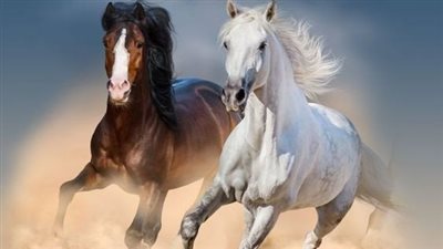 Traditions in Horsemanship