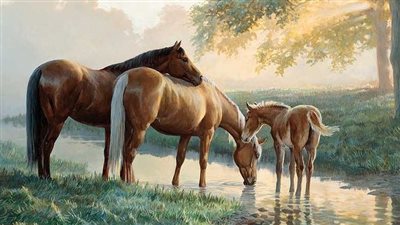 Common Heart Issues in Horses