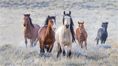 Population Control of Wild Horses