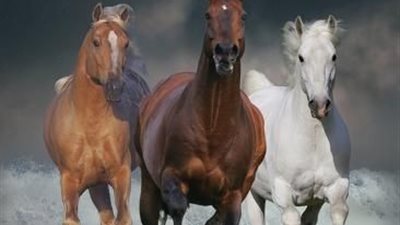 It’s Adopt a Horse Month!
