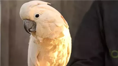 How Much Does It Cost to Buy & Care for a Pet Bird?
