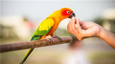 Keeping Wild Birds as Pets