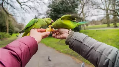 Introducing a New Bird to Your Parrot