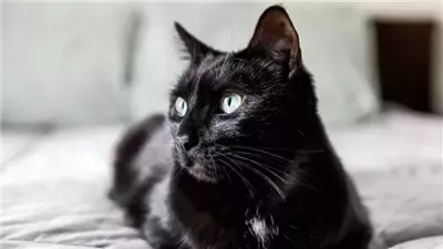 How to Determine Your Cat's Age