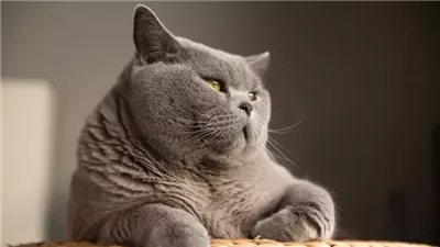 The Costs of Responsible Cat Ownership