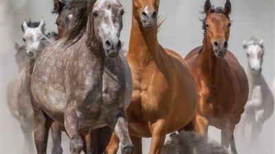 Choosing a Grazing Muzzle
