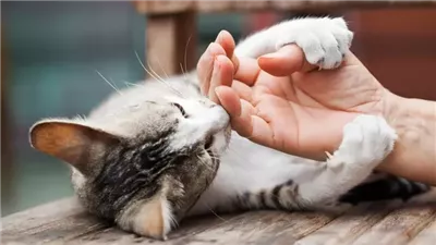 How to Manage Your Cat's Claws