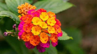 Herbs you Can Grow With Just Water all Year Round