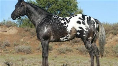 Appaloosa Horse Breed Profile