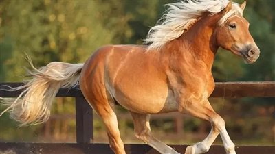 Haflinger Horse: Breed Profile