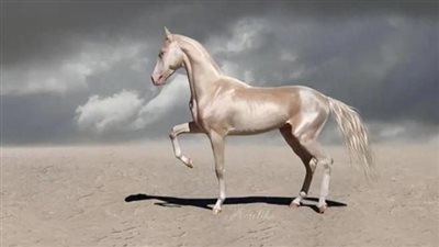 Akhal-Teke Horse: Breed Profile