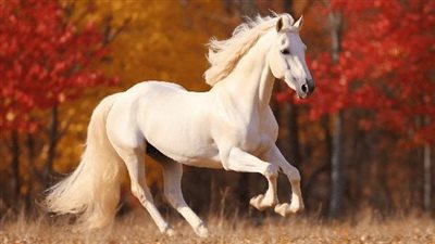 Fall Leaves - Are They Toxic to Horses?