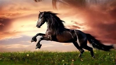 Horses & Tornadoes: How to Be Ready