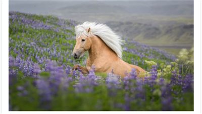 Icelandic Horse: Majestic Beauty and Endless Adventure
