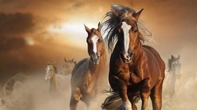 6 Tips to Help Your Horse’s Boredom