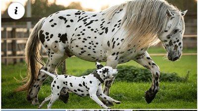 The Unbreakable Bond: Exploring the Friendship Between Horses and Dogs  ‎