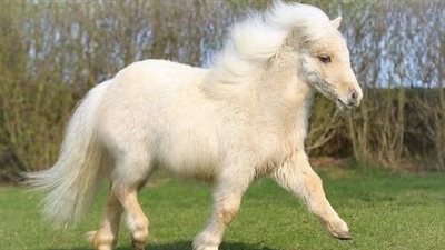 Adorable Ponies: Bringing Sweetness and Joy into Your Life  ‎