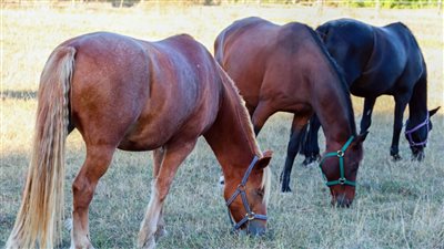 Managing Your Horses During Drought Conditions