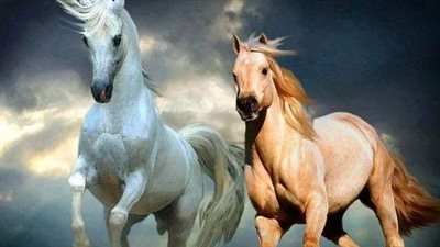Clydesdale Horses: Majestic Beauty and Enduring Strength Unveiled ‎