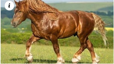 The Majestic Muscles of Horses: A Marvel of Power and Grace  ‎
