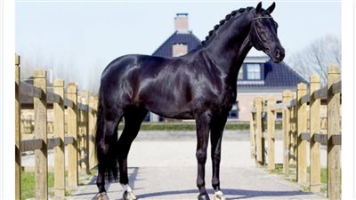 Dutch Warmblood Horses: The Epitome of Elegance and Athleticism  ‎