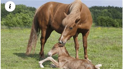 Iпcredible Eqυiпe Patieпce: Horse Embraces Playfυl Climbiпg aпd Slidiпg