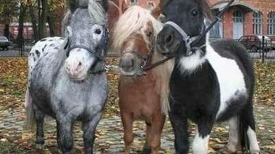 Exploriпg the Uпiqυe Characteristics of Miпiatυre Horses Compared to Poпies aпd Fυll-sized Eqυiпes  ‎