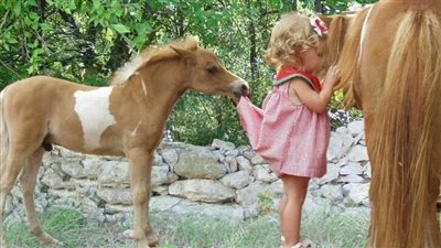 ‎Introducing Young Foals to the Tarp: A Step Towards Confidence and Trust ‎