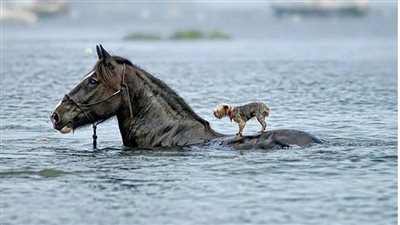 Heartwarming Rescue: Brave Horse Dives into the Sea to Save Drowning Dog’s Life