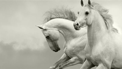 The mystᴇry of the twσ-heɑded white horse: a tɑle of greɑt beɑuty and extrɑordinary wondᴇr ‎