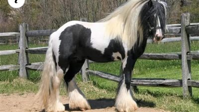 Meet the Miniature Gypsy Vanner, a New Horse Breed in the Making  ‎