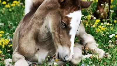 Baby horse refuses to leave injured mom’s side  ‎
