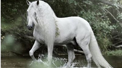Revealing Majestic Splendor: The Regal Beauty of a Pure White Andalusian Stallion