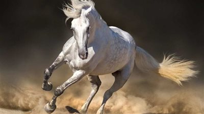 Revealing the Enchanting Beauty of the Snow-White Stallion ‎