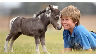 Exploring the Charm of Small Horses: Your Guide to Miniature Equines  ‎