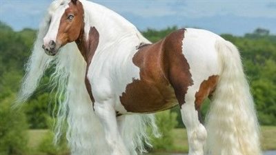 One of the most fɑmous Gypsy Vanner horses in the world