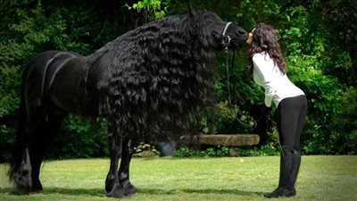 Meet Frederik the Great, ‘the most handsome horse in the world’  ‎