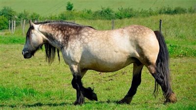 Gorgeous Buckskin Stallion Horse Shows Off His Glory After Owner Sets Him Free ‎