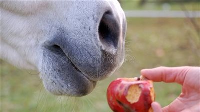 Horses ask for apples from their owner
