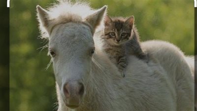 8-year-old horse takes his cat for a ride and wɑrms our heɑrts