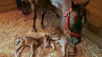 Capturing the Remarkable Moment: A Review of a Mother Horse Giving Birth ‎