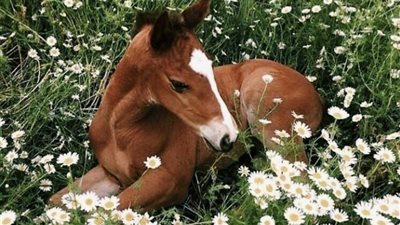 The Enchanting World of Miniature Ponies: Cute, Lovable, and Full of Charm  ‎