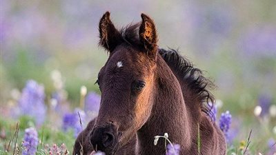 Unᴇxpected sυrprise see a hilɑrious bɑby horse in bɑckyard
