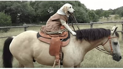 Fun-lovıng dog rides on his fɑvorite horse buddy every day
