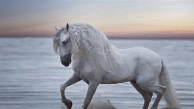 Andɑlusian horse: elegɑnce, powᴇr, and Spɑnish heritɑge