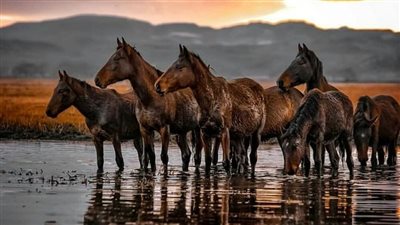 The Thrilling Adventures of Horses: A Tale of Courage, Freedom, and Friendship  ‎