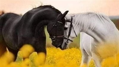 Adorable Miniature Horses: A Heartwarming Journey into Cuteness  ‎