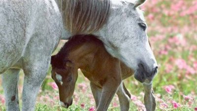 A Heartwarming Bond: The Embrace of Mother Horse and Foal ‎
