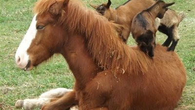 Harmonious Coexistence: Horses and Sheep Sharing Life on the Farm ‎