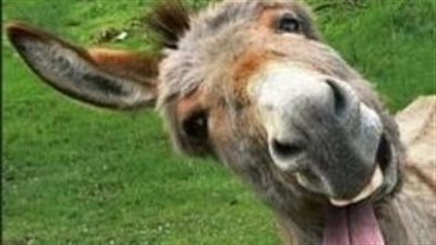 Whinny, Neigh, and Laughter: The Hilarious World of Funny Horses  ‎